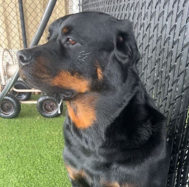 Rottweiler enjoying time in an outdoor yard