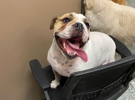 A happy English bulldog at Eli's Friends