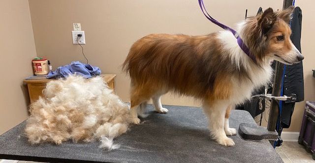 Sheltie after a deshed grooming