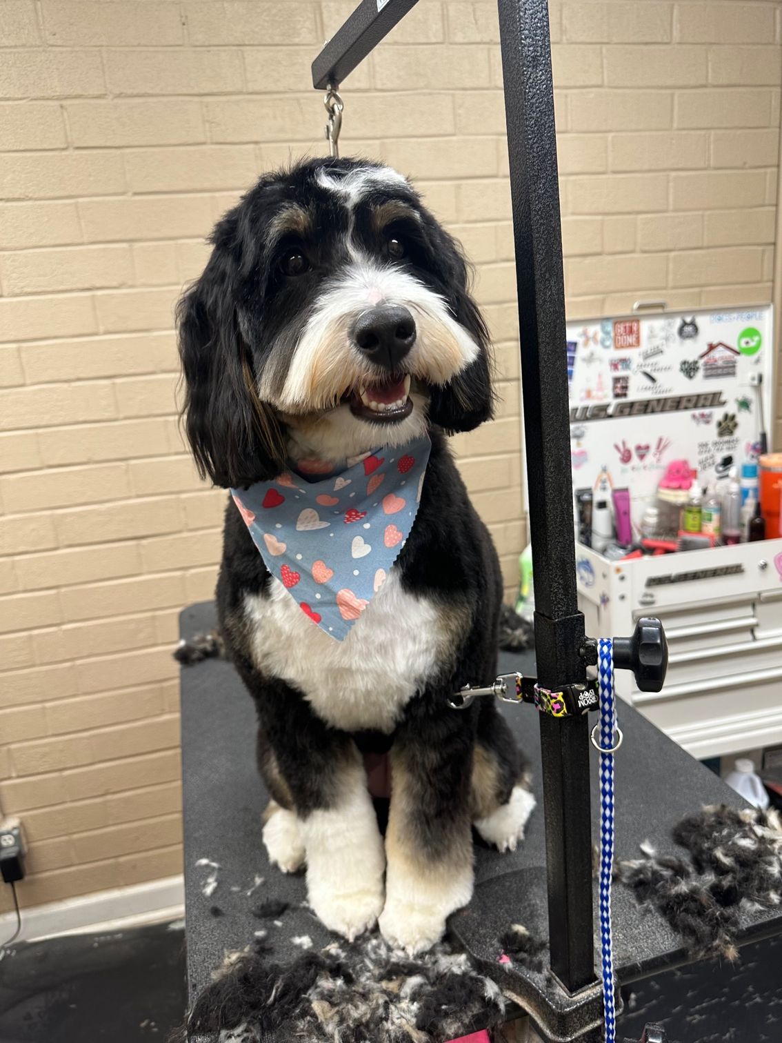 Freshly groomed dog smiling on the grooming table