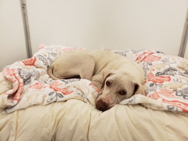 Dog cozy on a blanket while boarding